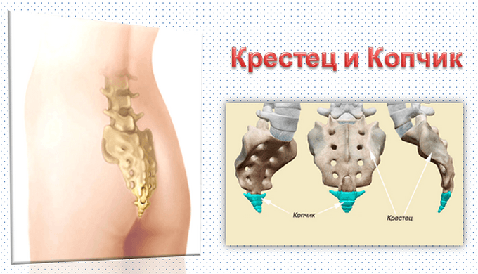 Крестец у человека картинки