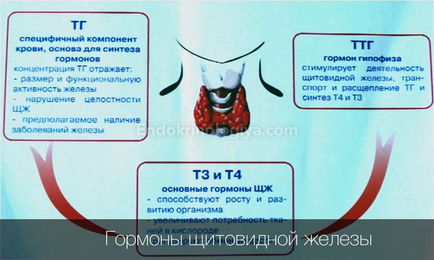 Сдать анализы на гормоны щитовидной железы. Кровь на щитовидную железу. Гормоны щитовидной железы перечень. Анализ на гормоны щитовидной железы. Исследование гормонов щитовидной железы.