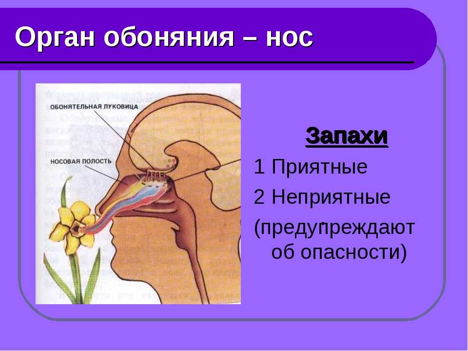 Память на представления на картины природы и жизни а также на звуки и запахи вкусы