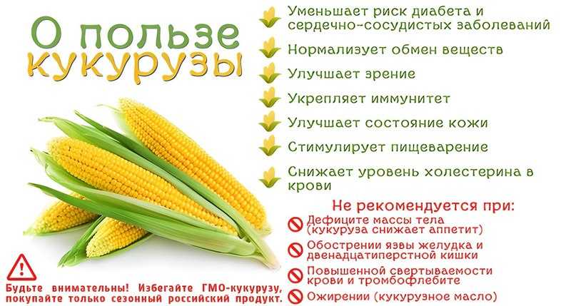 Кукуруза: калорийность, состав, польза, вред, рецепты