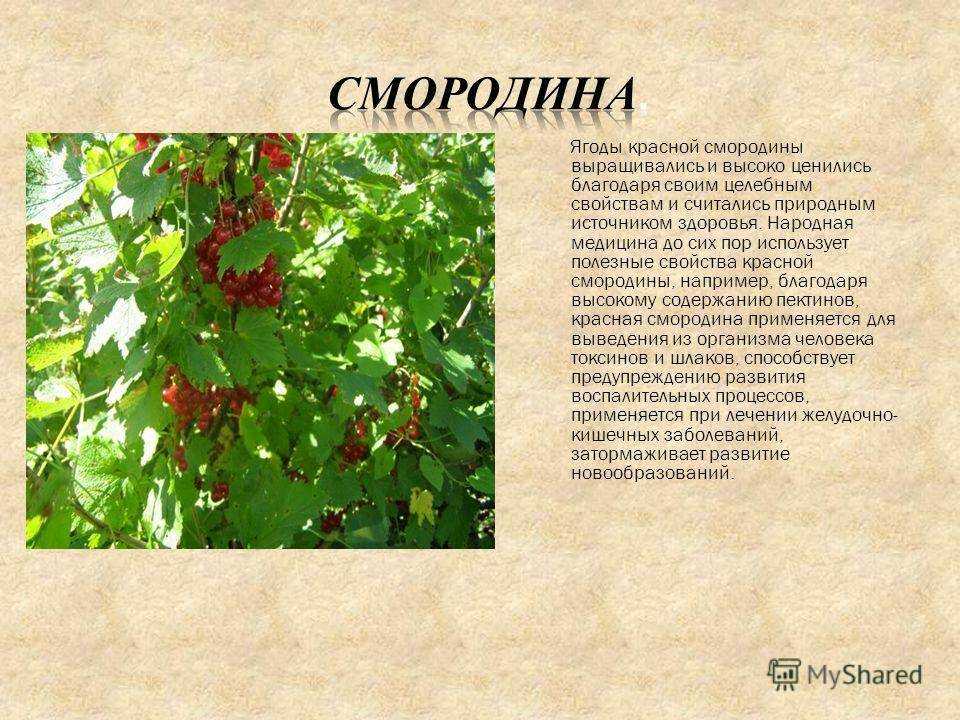 Листья красной и черной смородины: полезные свойства, противопоказания, польза и вред