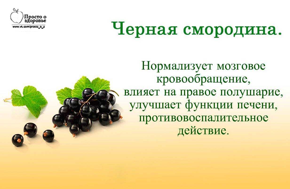 Смородина: калорийность, полезные свойства :: syl.ru