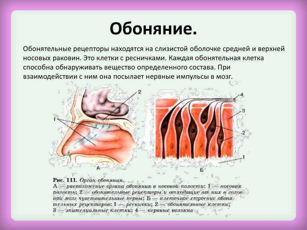 За обоняние отвечает отдел