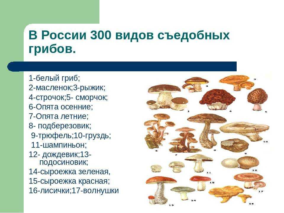 Какие грибы от каких болезней. Съедобные условно съедобные и несъедобные грибы. Условно съедобные грибы несъедобные грибы. Таблица съедобных грибов и несъедобных грибов. Условно-съедобные грибы Шляпочные.