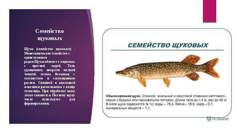 Щука – крупная рыба семейства Щуковых, обитающая в пресных водах Щука обладает низкой калорийностью, но отличными вкусовыми качествами в любом виде – запеченном, жареном, тушеном