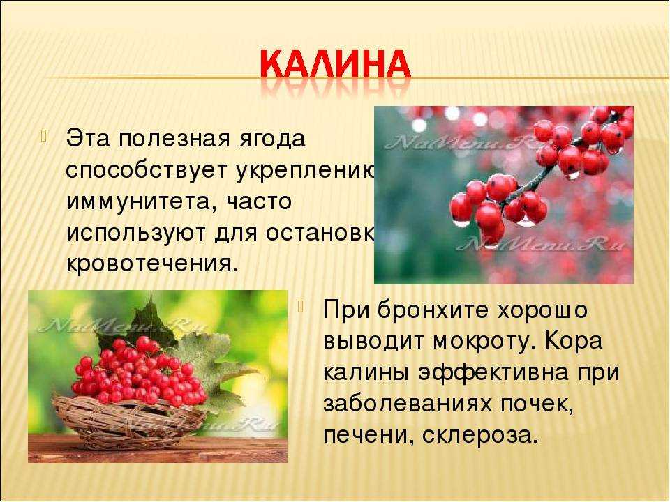 Польза красных ягод. Калина полезные свойства. Полезные и лечебные свойства калины. Ягоды описание. Полезные ягоды.