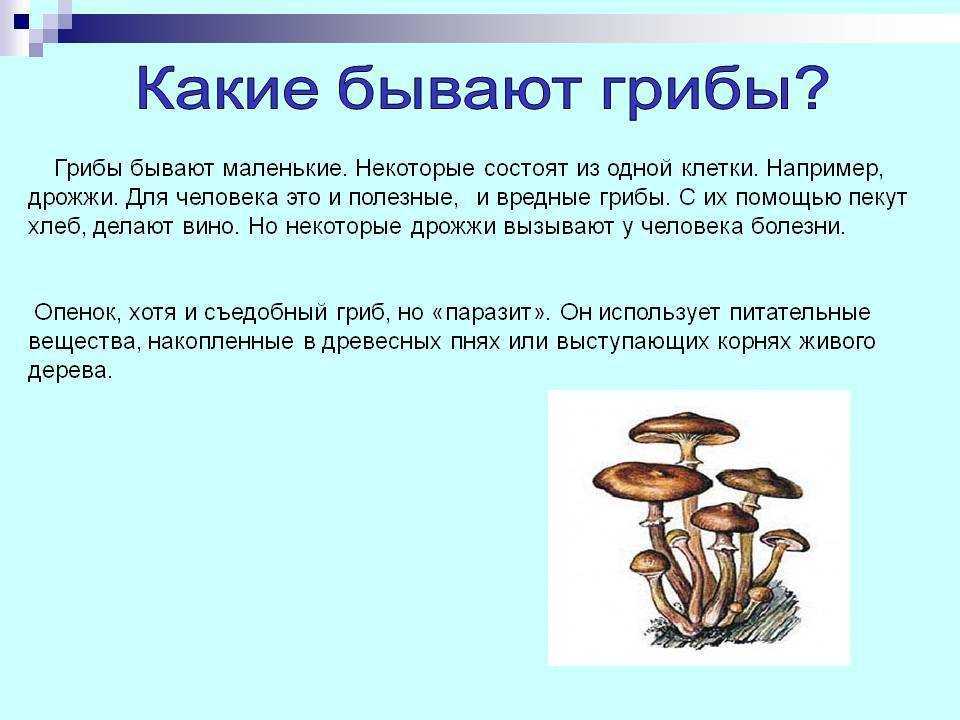 Почему грибы употребляют в пищу. Условно съедобные грибы биология 5 класс. Полезные грибы для человека. Полезные и вредные грибы для человека. Опасные грибы.