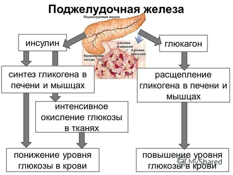 Какой гормон вырабатывает железа обозначенная на рисунке а