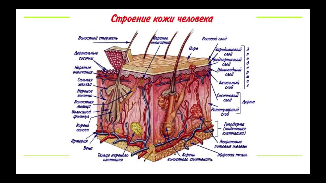 Не каких эмоций дерма