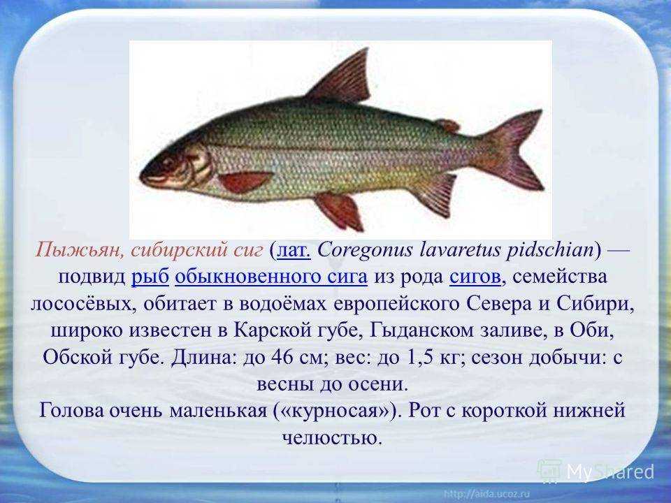 Сиг