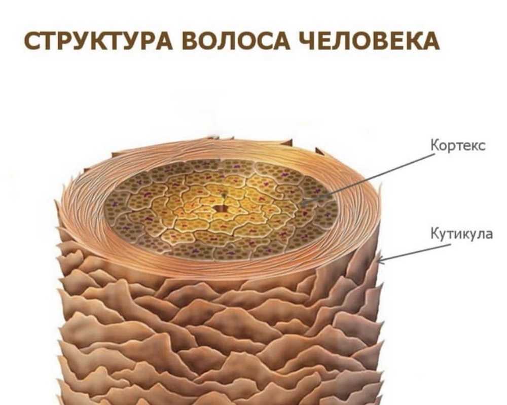 Строение волоса