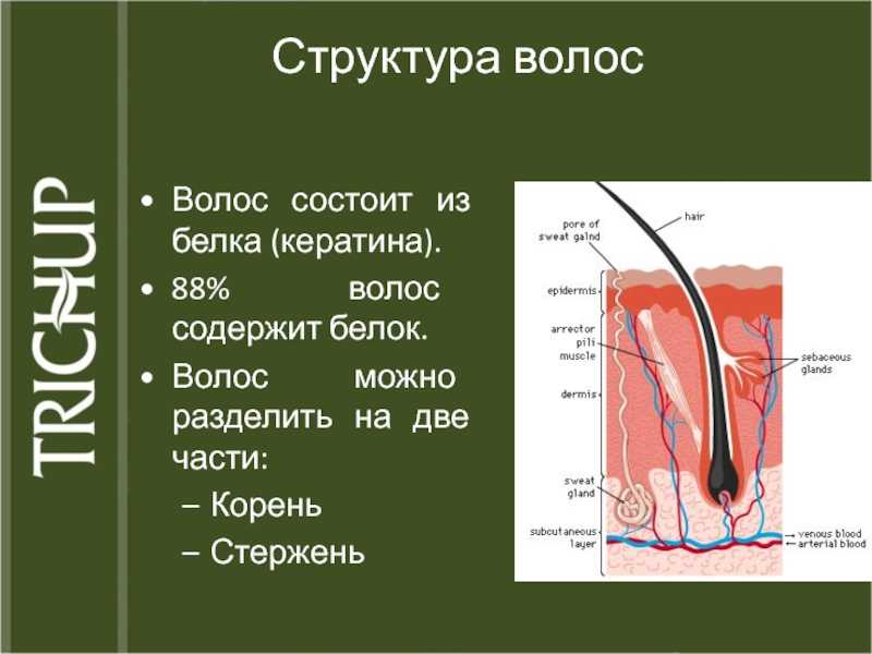 Из чего состоит волос