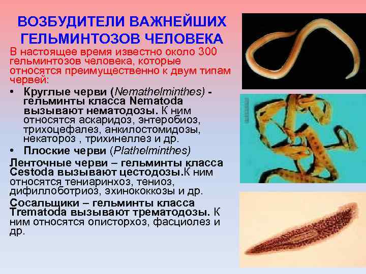 Болезни гельминтозы. Тениаринхоз тениоз дифиллоботриоз. Паразитические черви вызывающие глистные заболевания. Гельминтология (гельминты, паразиты. Аскаридоз,анкилостомидоз,некатороз,энтеробиоз.