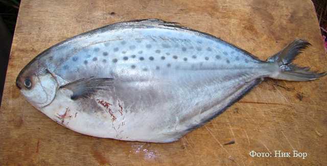 Рыбы семейства лососевых: список, фото. ценная рыба семейства лососевых