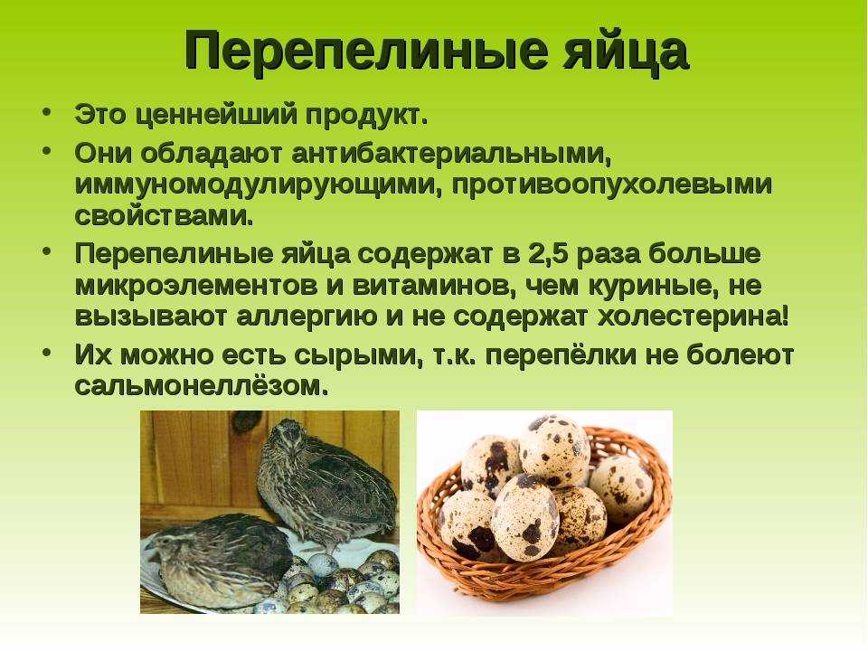 Породы перепелов: главные особенности и отличительные характеристики