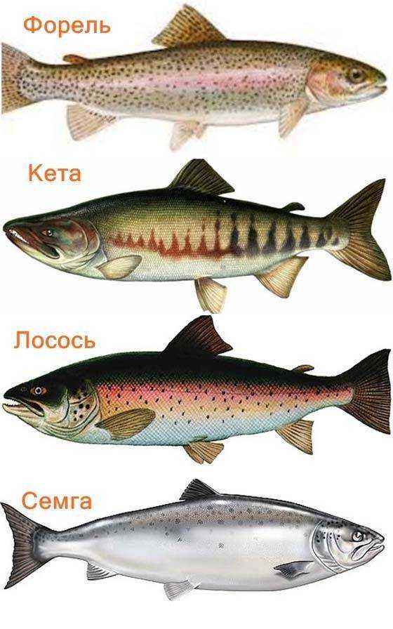Семга: калорийность, польза и вред рыбы для организма, рецепты