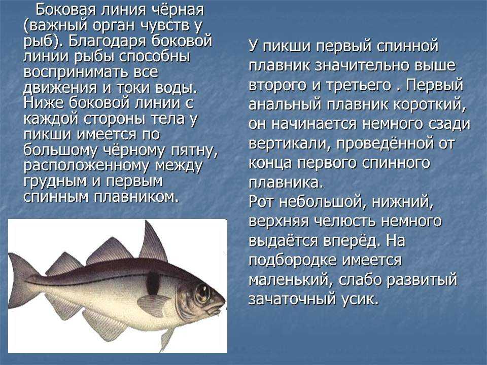 Необычная диетическая лиманная рыба: простота в приготовлении, польза в составе