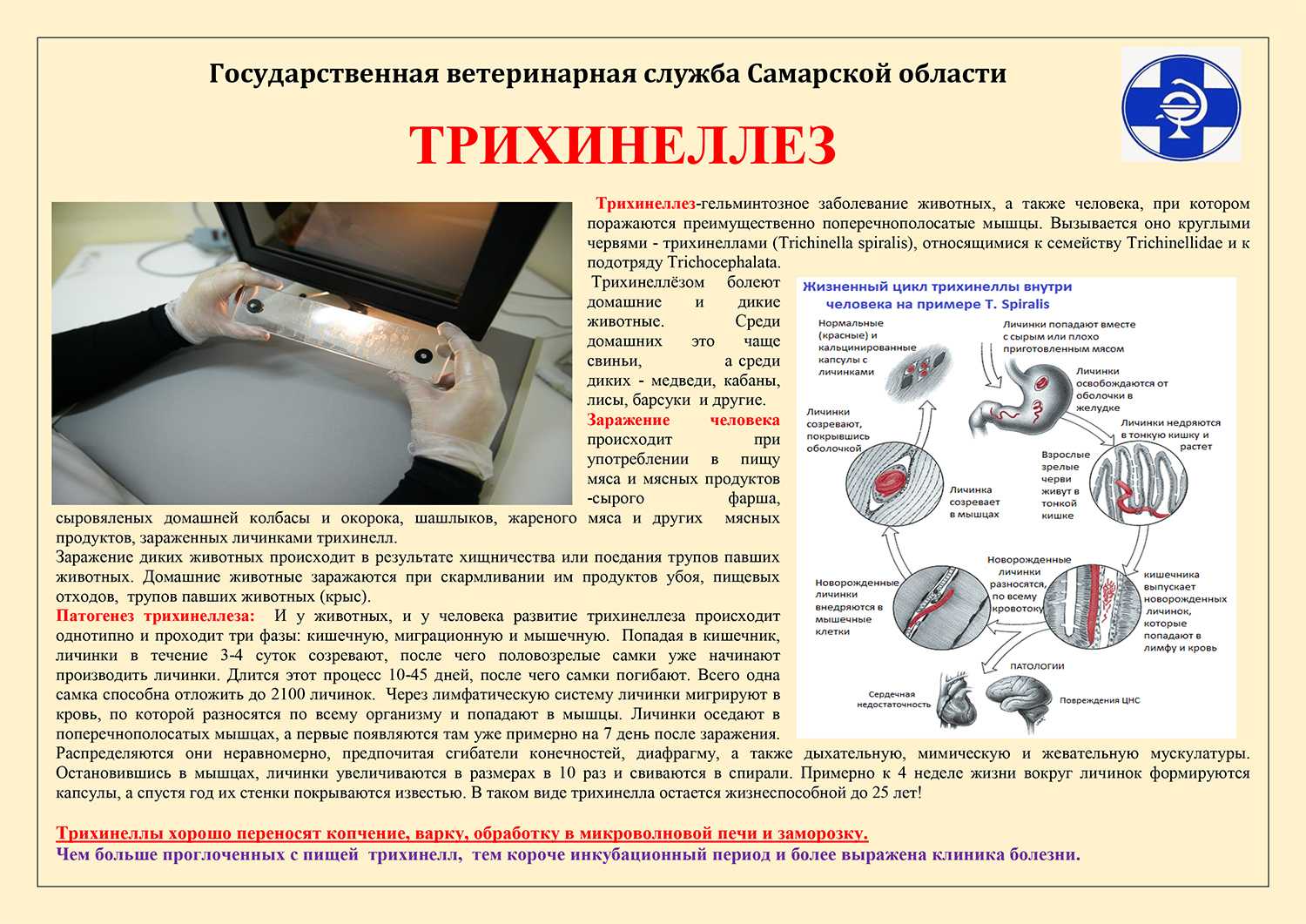 Трихины: первые убийцы среди паразитов