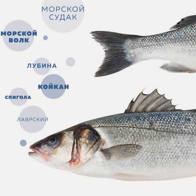 Сибас - полезные свойства рыбы и калорийность, рецепты приготовления блюд с фото