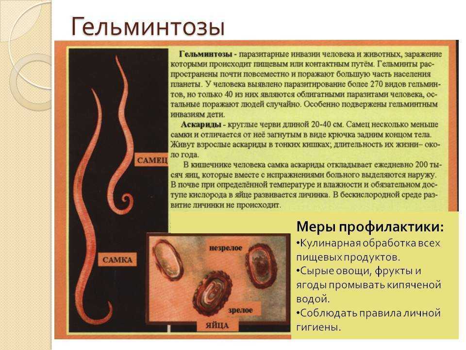 Глистные инвазии презентация