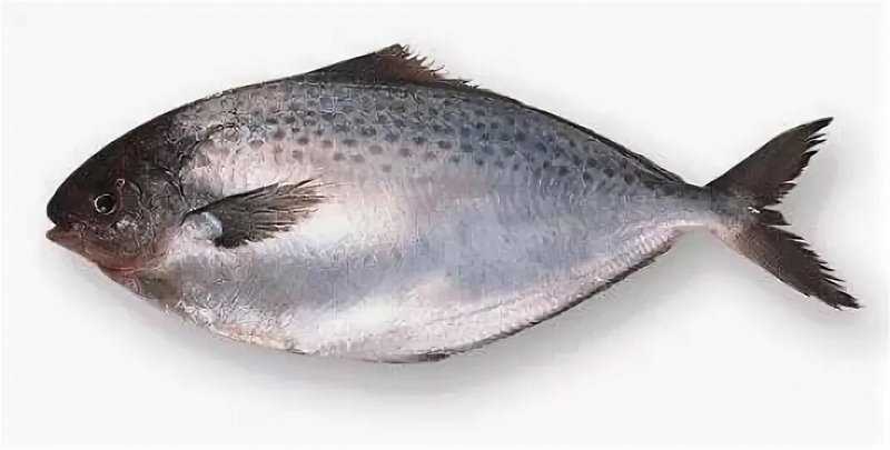 Масляная рыба: что это за рыба, описание, где водится, фото, польза, как приготовить