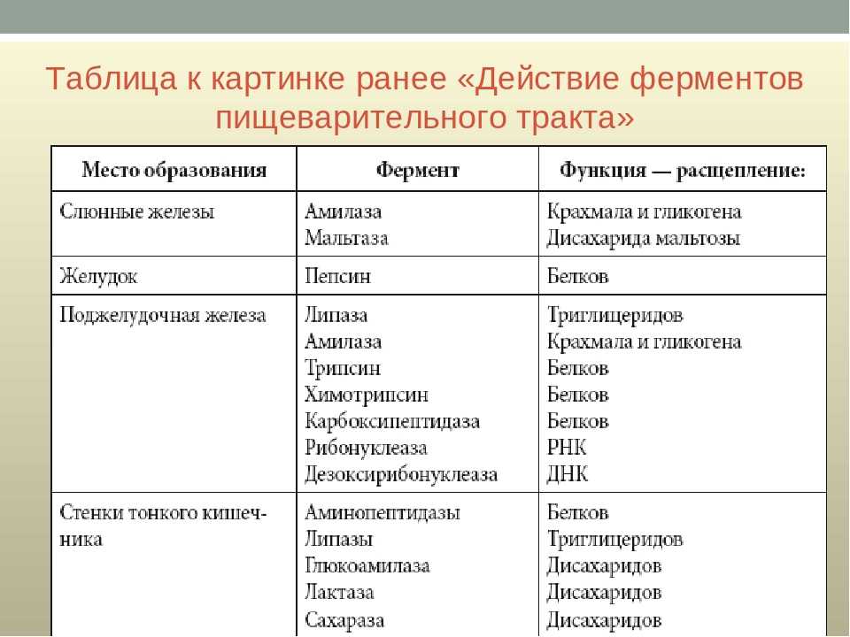 Урок 1. органы и процесс пищеварения