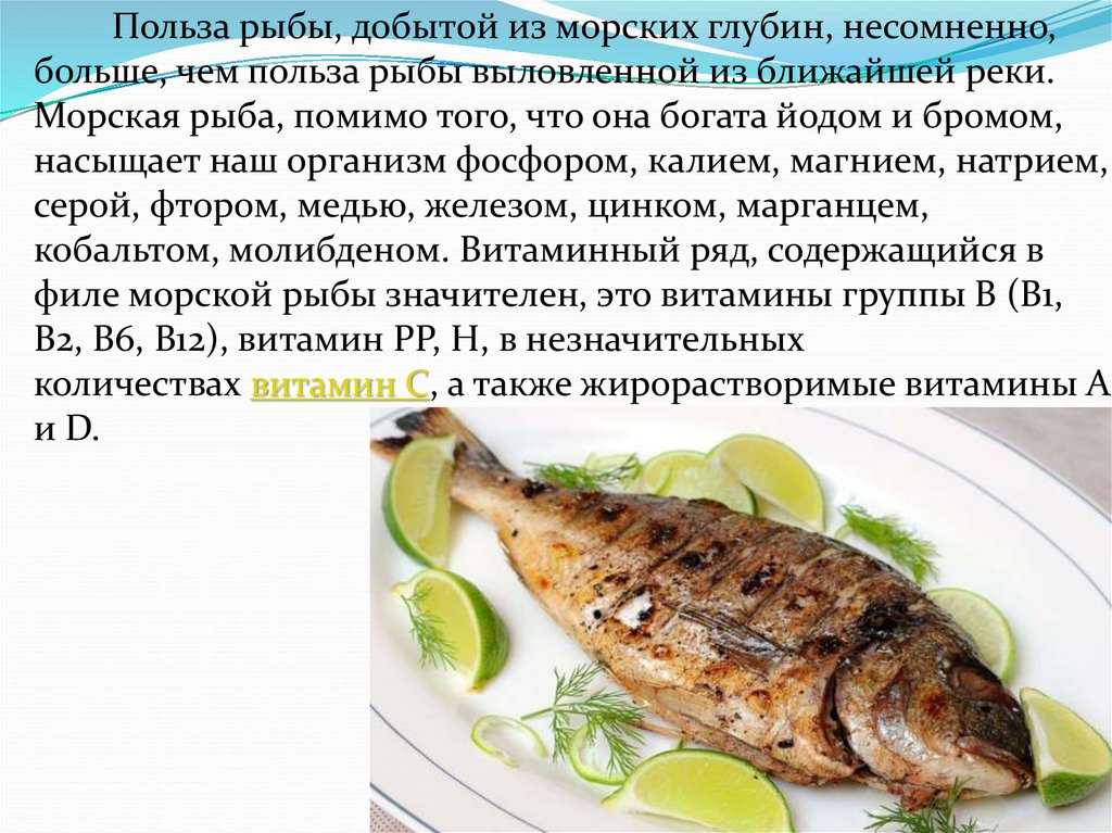 Рыба нототения — полезные свойства и рецепты приготовления