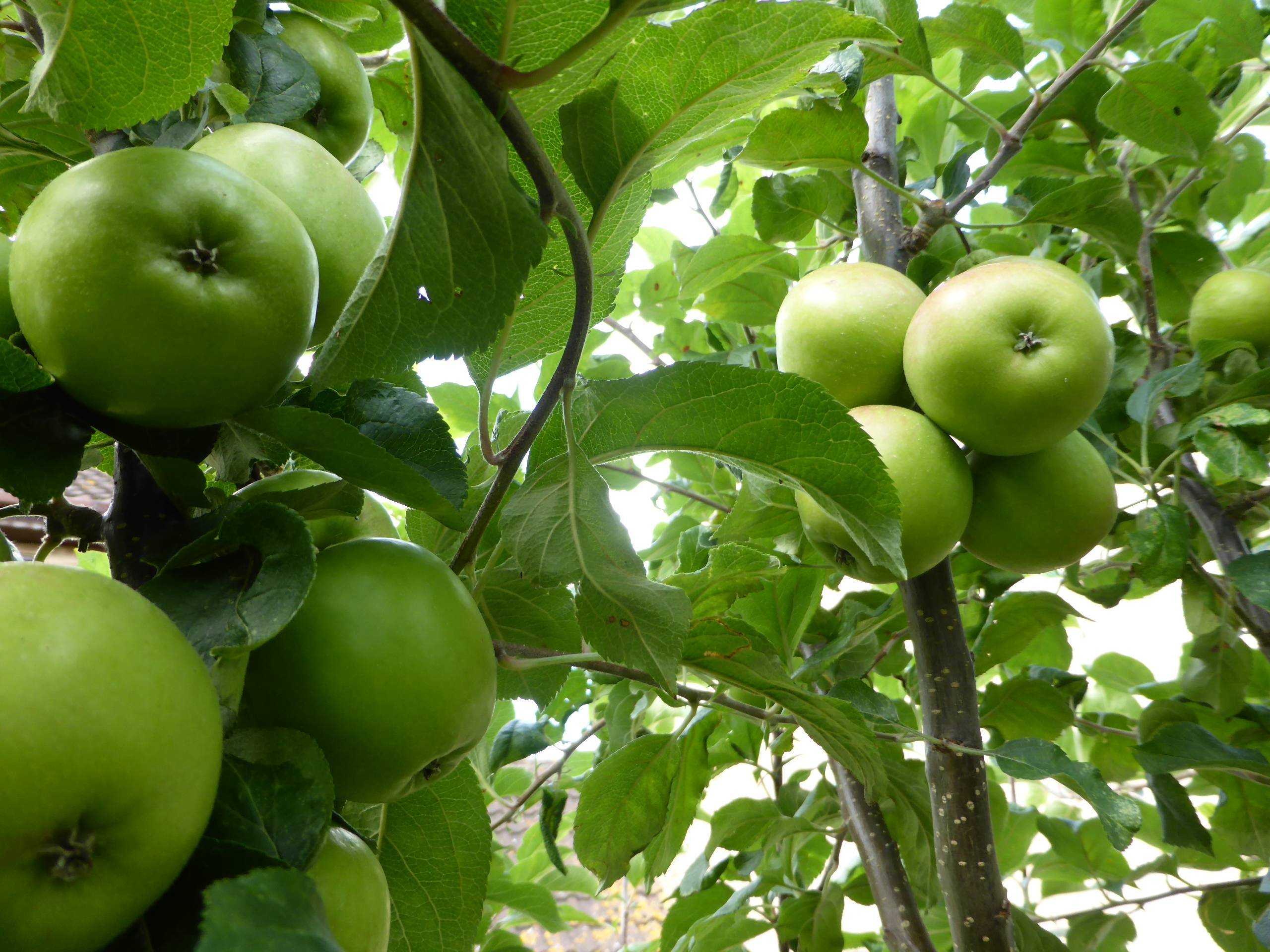 Гренни смит (granny smith) - описание яблок и яблони