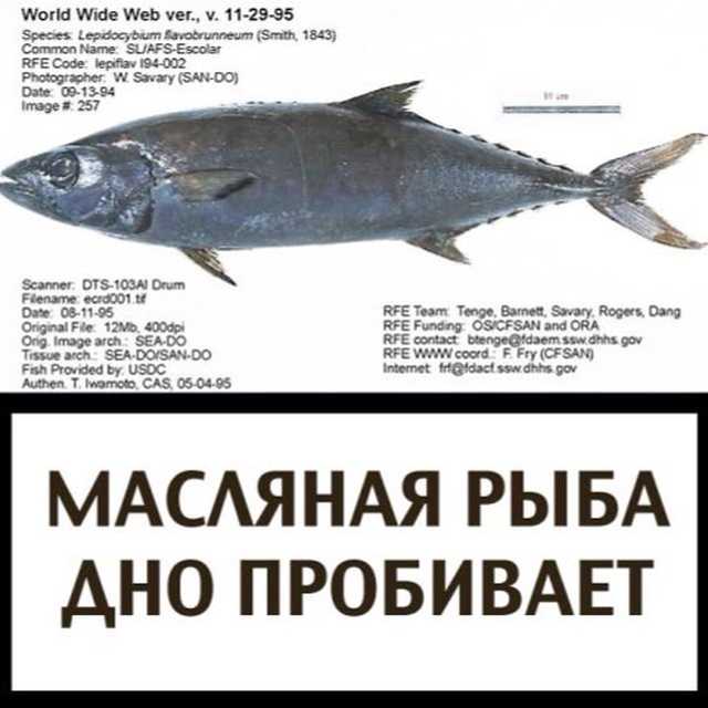Жирная рыба: список сортов, у какой самая большая жирность (таблица)