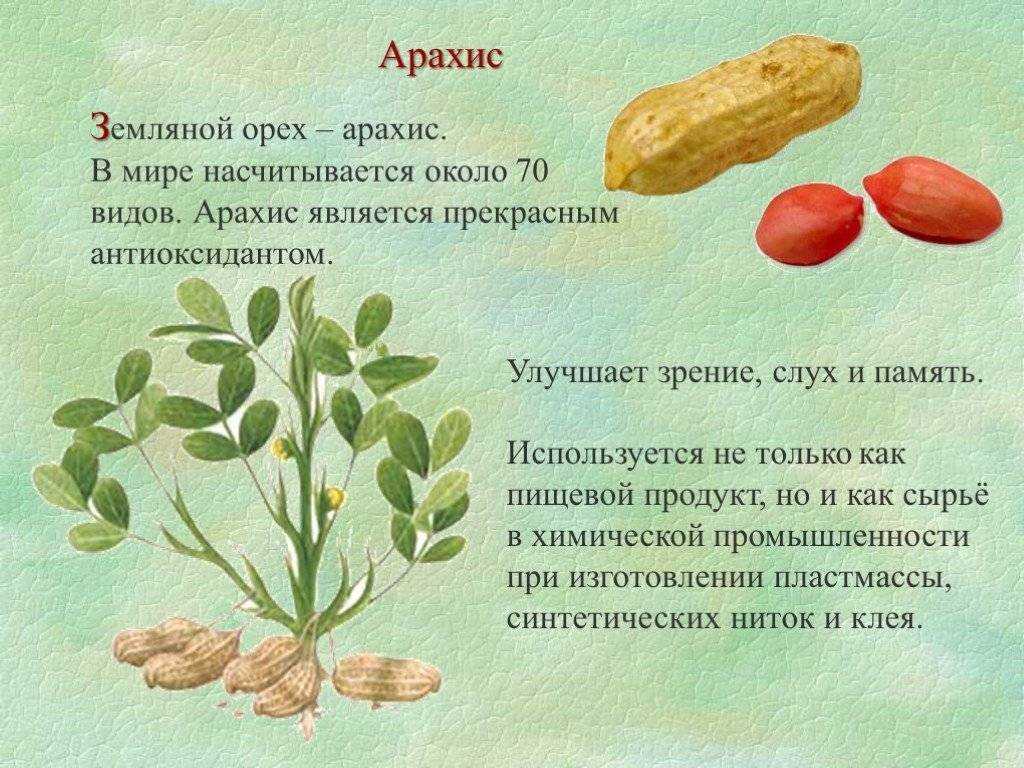 Арахис в кокосовой глазури — калейдоскоп вкусов. вред и противопоказания
