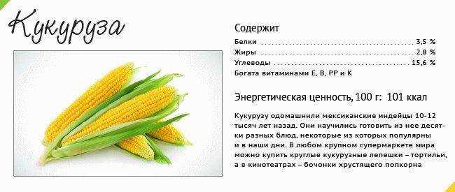 Что такое кукуруза — овощ или фрукт, к какому семейству относится злак и где применяется