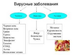 Проект вирусные заболевания