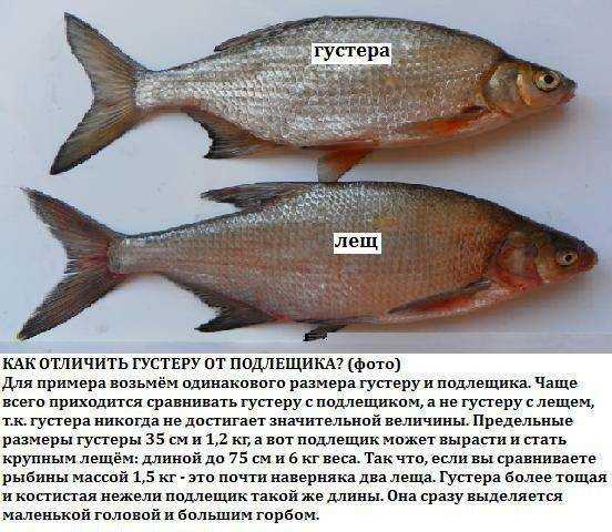 Вяленый и не только — лещ: обсудим калорийность и вкусовые качества рыбки
