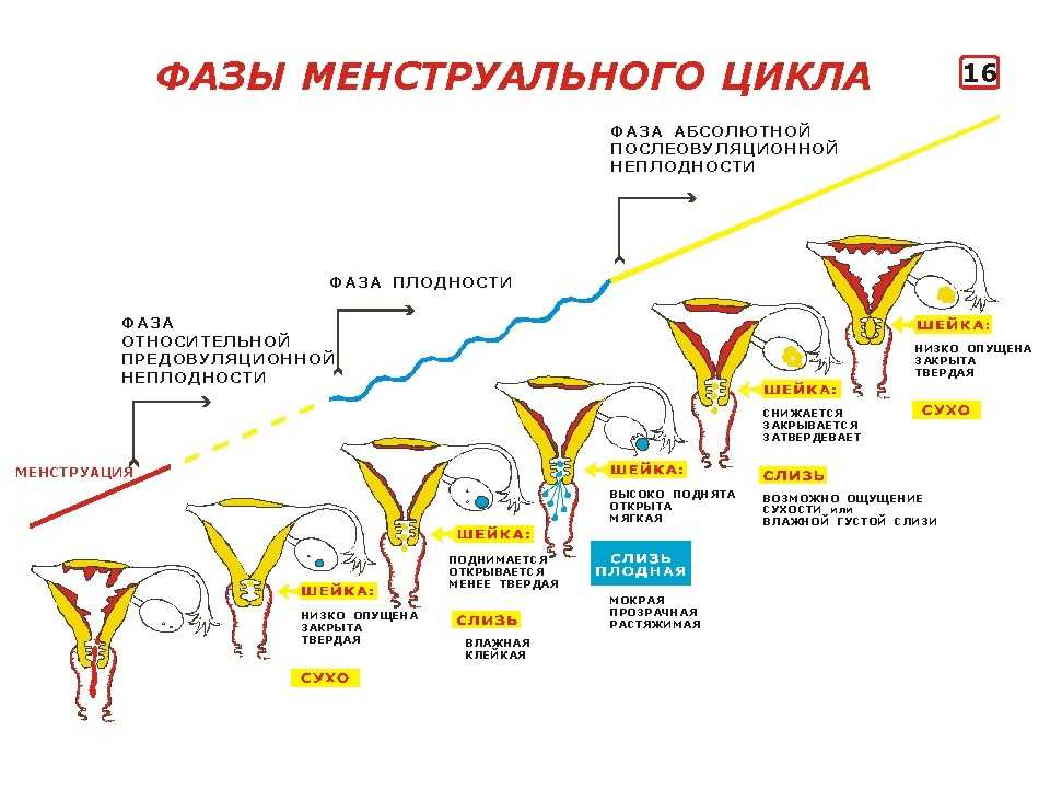 Моча и месячные выходят схема откуда