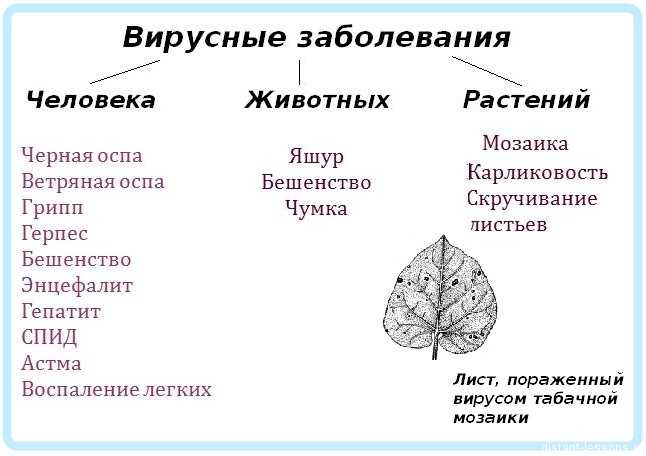 Половые инфекции: пути передачи, как заражаются, какие заболевания относятся, половые инфекции у мужчин, женщин, какой врач лечит, куда обратиться
