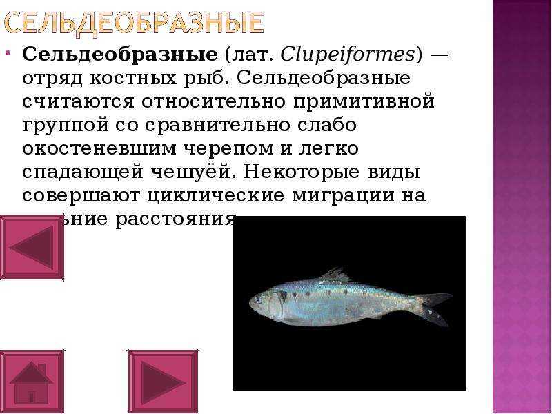 Сахарозаменители: развенчиваем мифы о вреде здоровью и выбираем производителя