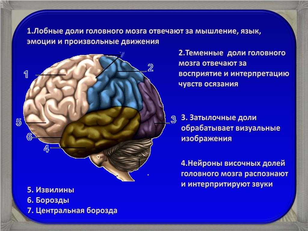 Области мозга картинки