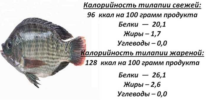 Польза и вред тилапии — 6 фактов о влиянии рыбы на наш организм