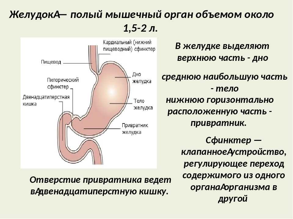 Пищеводно желудочный переход. Кардиальный сфинктер желудка. Пилорический сфинктер желудка функции. Строение желудка привратник. Строение желудка сфинктеры.