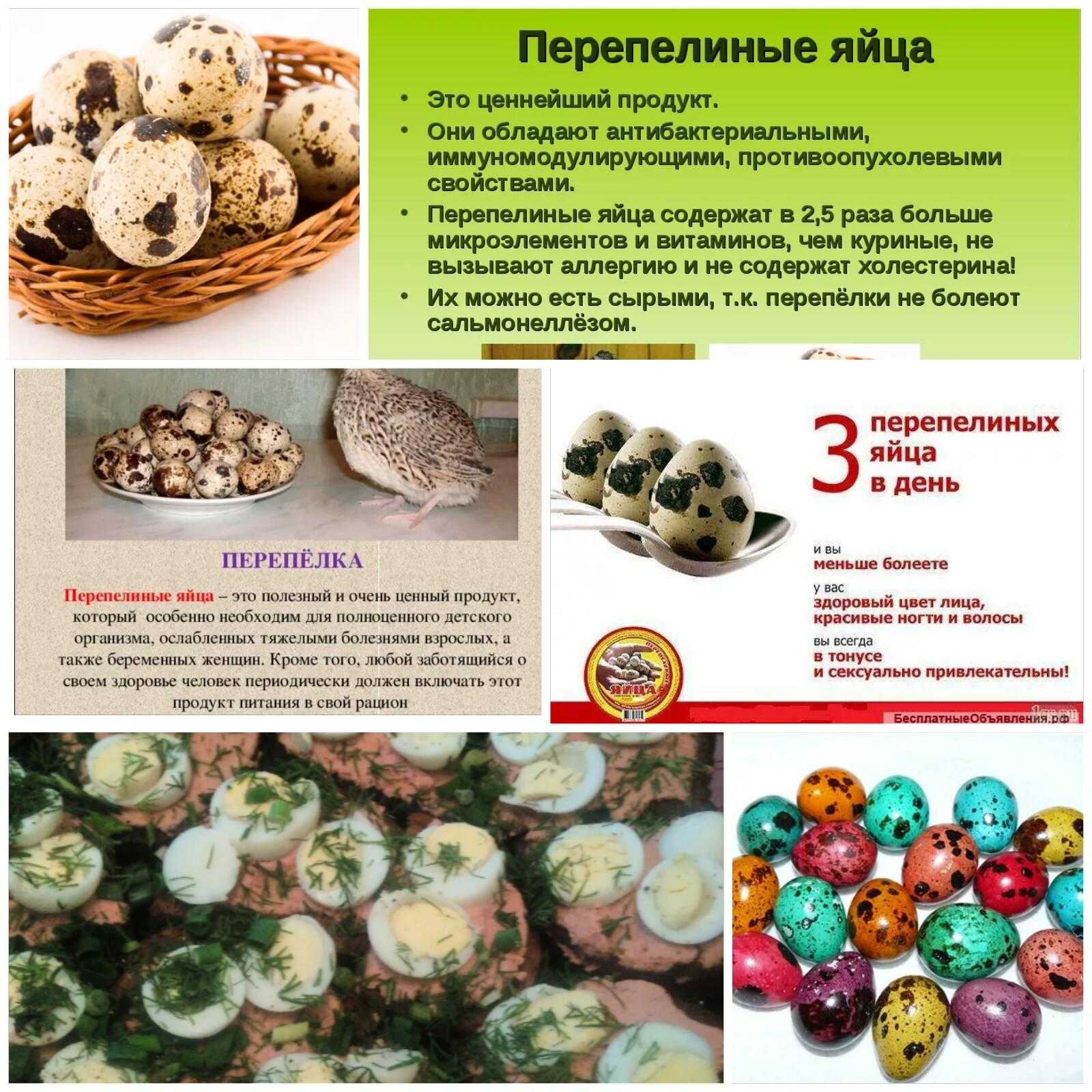 Перепелиные яйца — свойства, польза и вред, калорийность, пищевая ценность