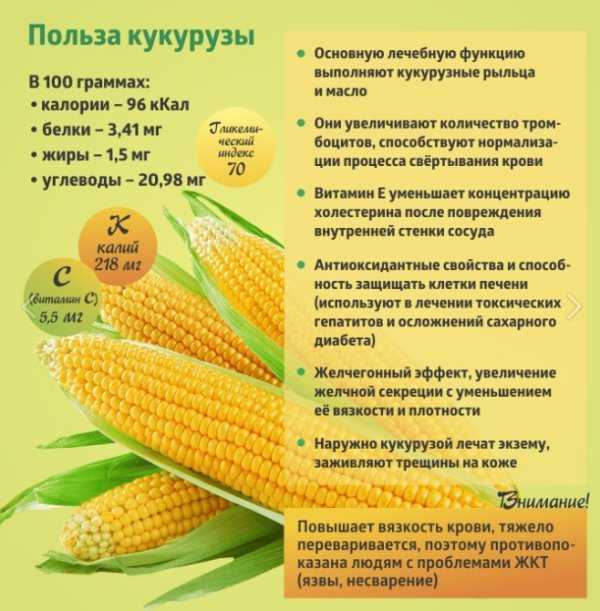 Польза вареной кукурузы: каковы ее свойства