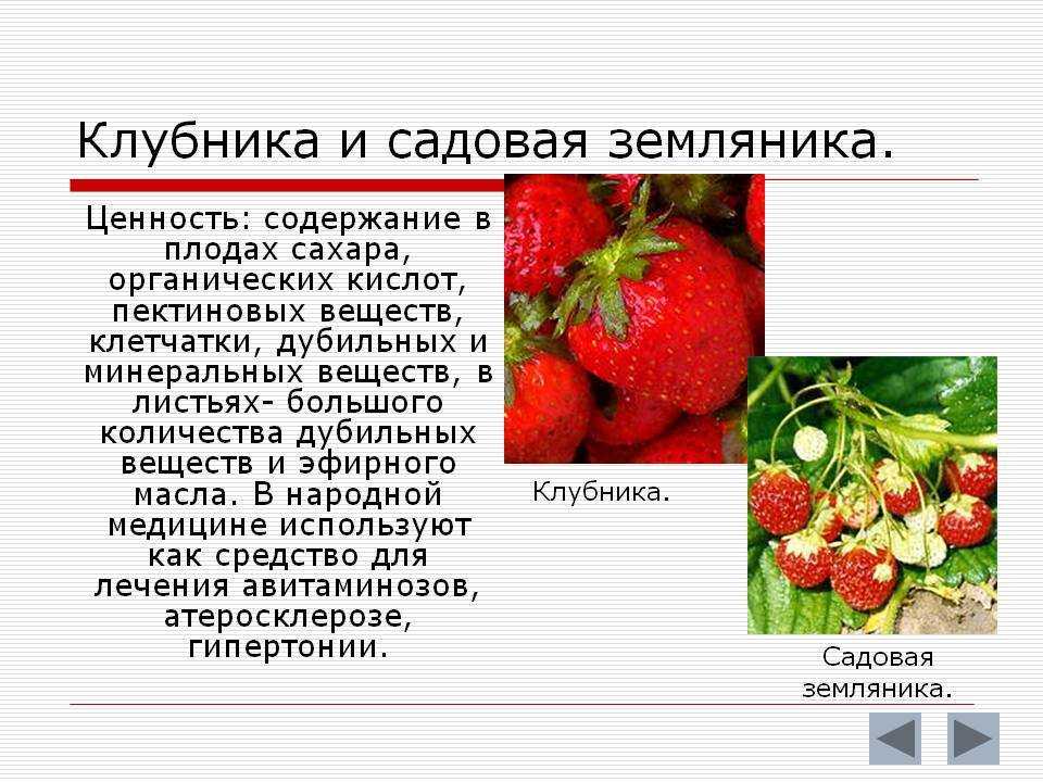 Витамины в замороженной клубнике – их свойства, характеристика и польза