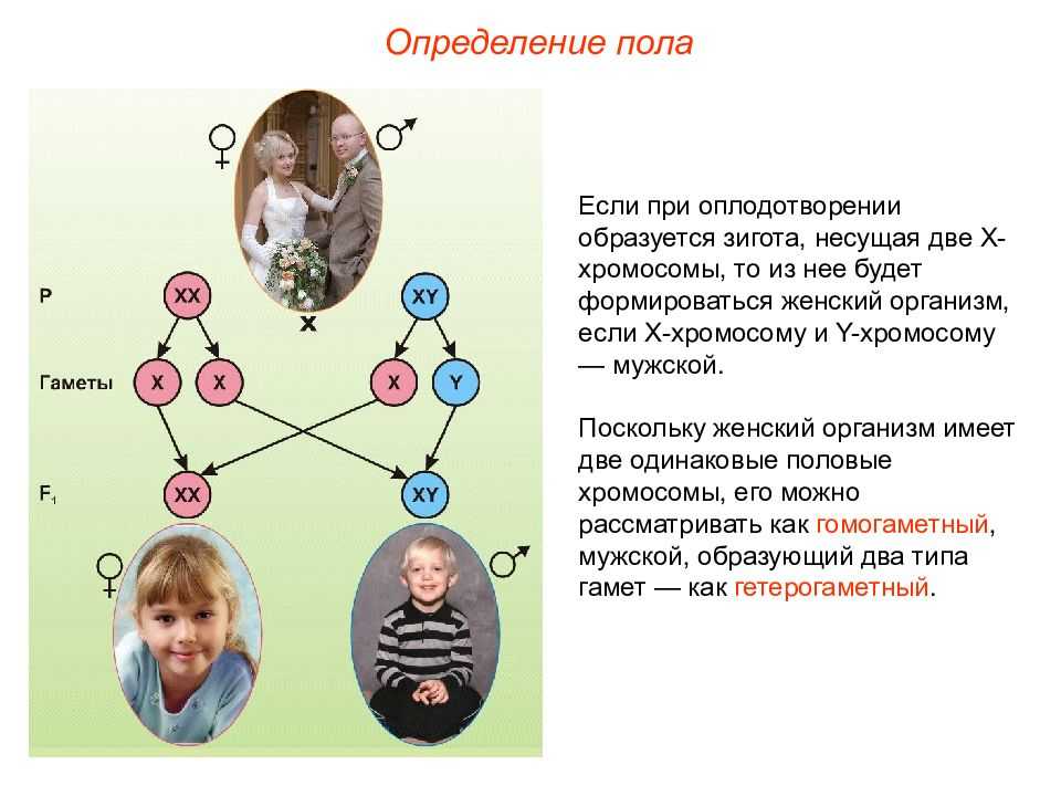 Рассмотрите рисунок 97 какого пола будет родившийся ребенок