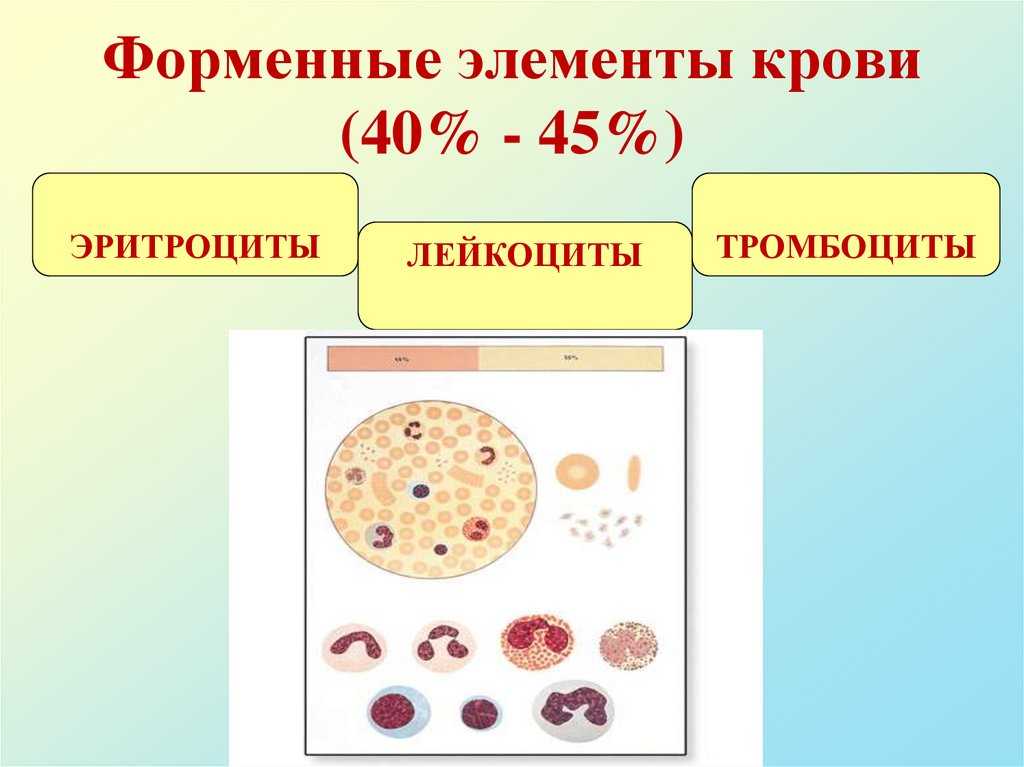 Какие форменные элементы. Форменные элементы эритроциты лейкоциты тромбоциты. Состав крови эритроциты форменные элементы лейкоциты тромбоциты. Форменный элемент строение функции эритроциты лейкоциты тромбоциты. Форменные элементы лейкоциты лейкоцитарная.