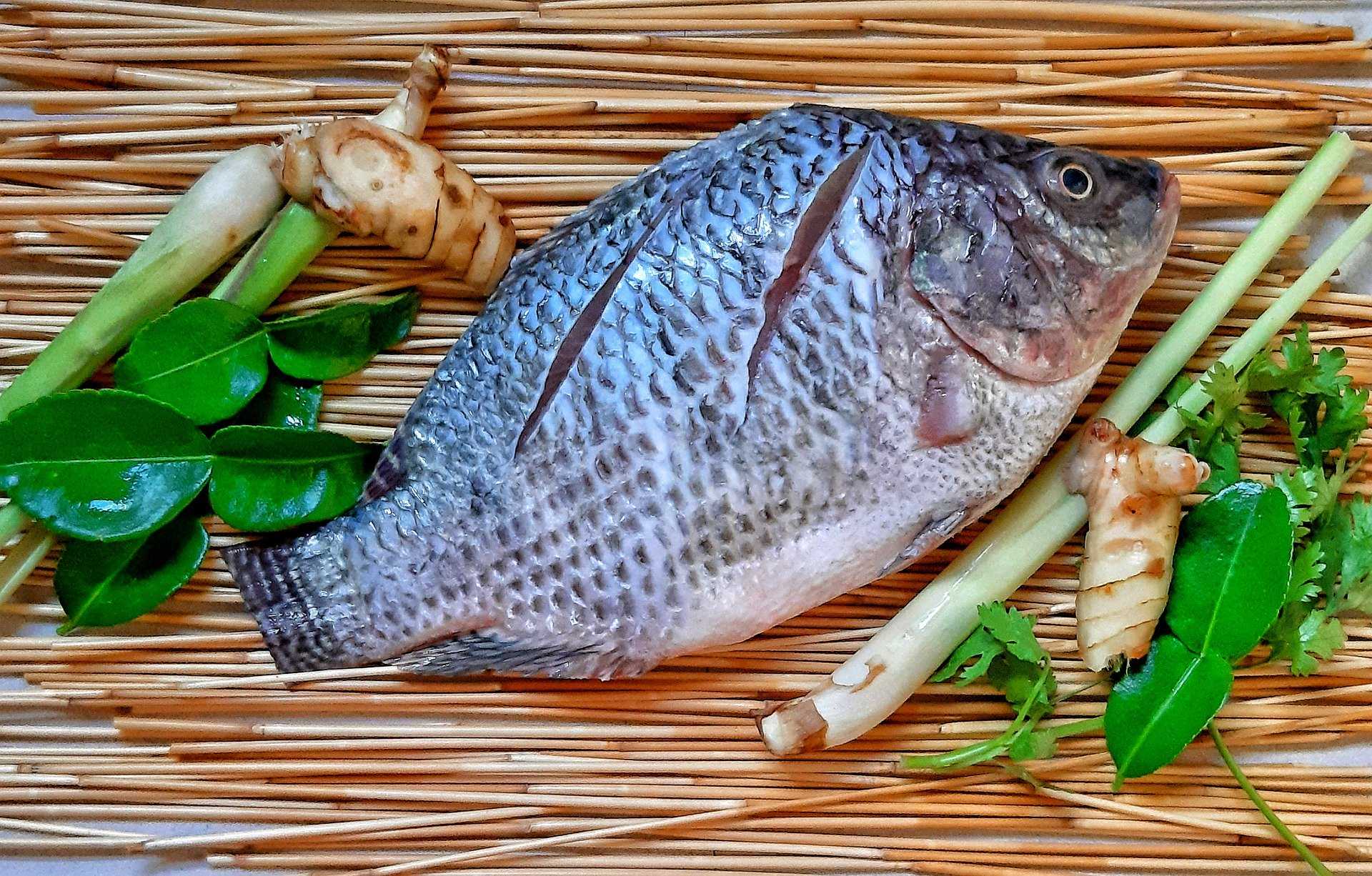 Что за рыба тилапия и как ее поймать? – суперулов – интернет-портал о рыбалке