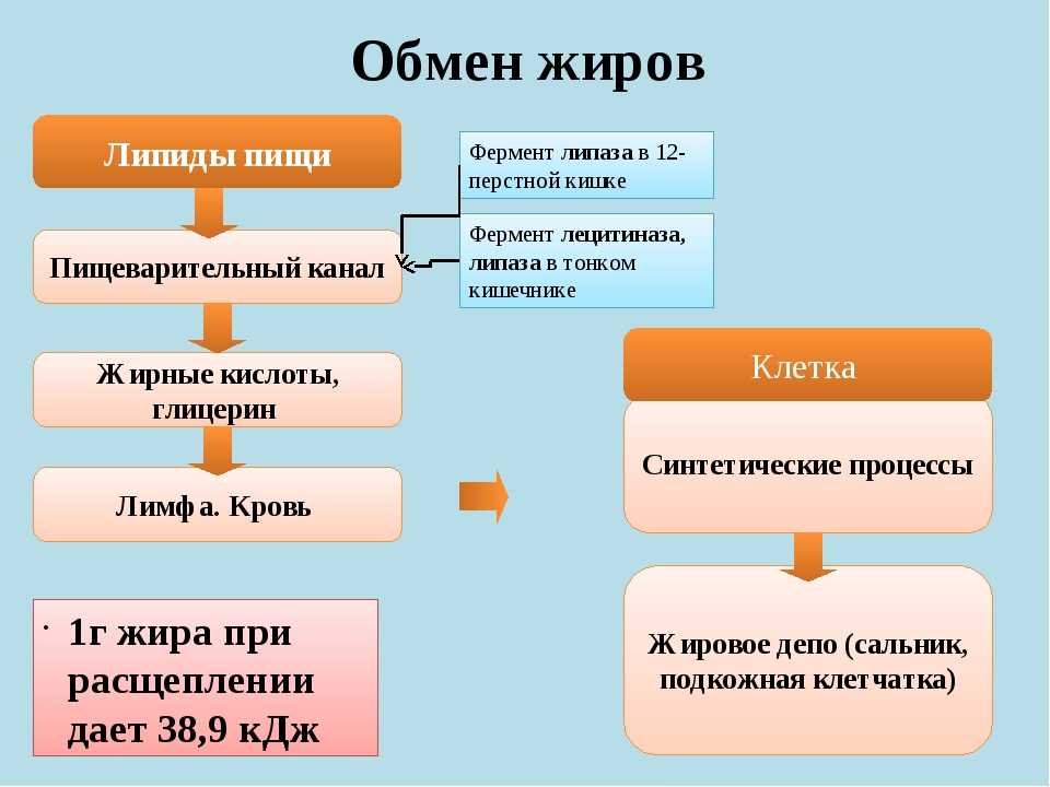 Воспаление. особенности обмена веществ. часть 2 | университетская клиника