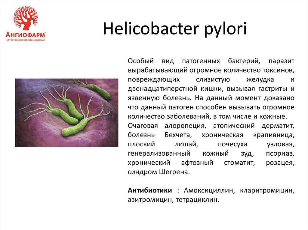 Helicobacter pylori
