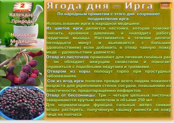 Ирга - полезные свойства, противопоказания и рецепты из ягод