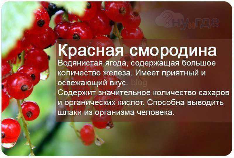 Красная смородина — полезные свойства и противопоказания ягод красной и белой смородины ⥁