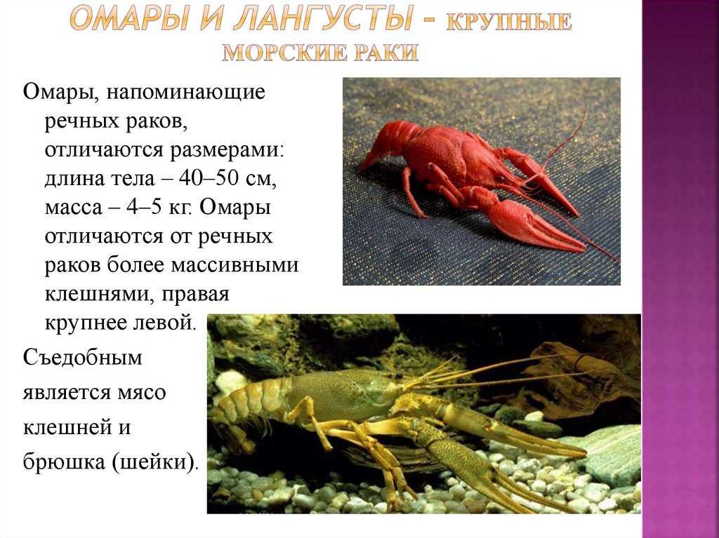 Полезные жиры и жирные кислоты, польза омега 3, 6, 9